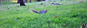 Run squirrel, run!