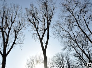 Plan du site (végétal)