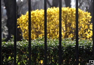 Liberté surveillée