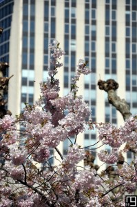 Don't Look at the Scene Behind