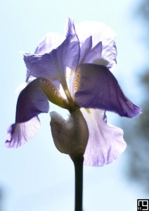 Effluves de pétales ambrés