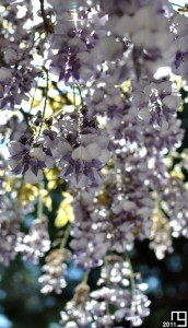 Retombée florissante