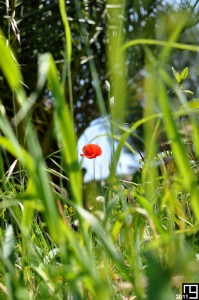 Il était une fois dans l'herbe