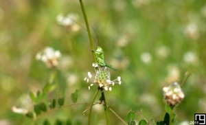 La prêtresse du sceau