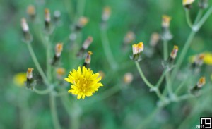 Précoce et impatiente