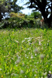 Blanches fleurs et les sept brins