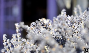 Lavande aux enchères