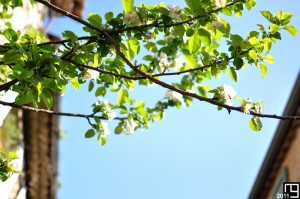 Le petit pont de bois