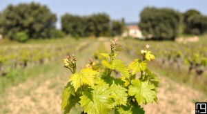 Vigne et vignes