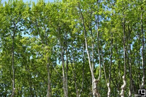 Au coeur de la ville