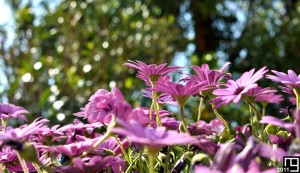 Number one or nothing