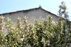 La Pomone et le Romarin