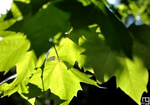Sous les feuilles des arbres