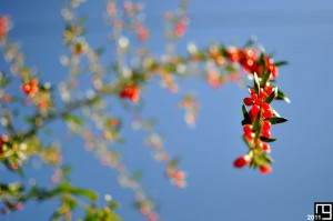 Arbre à couilles de nains
