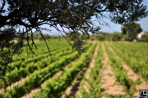 La vigne et l'olivier